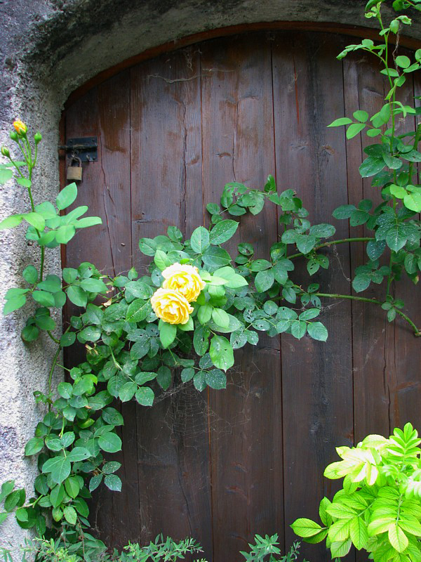 les roses jaunes devant la porte
