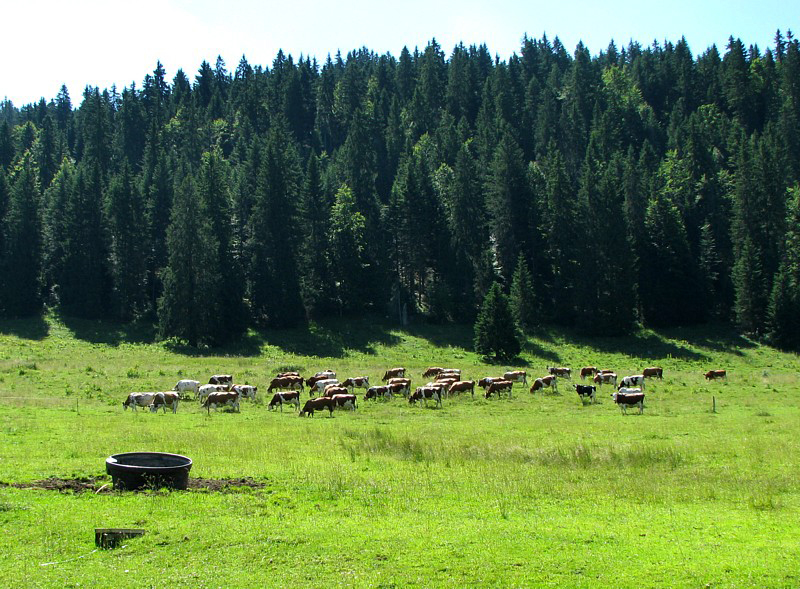 paisible troupeau de vaches