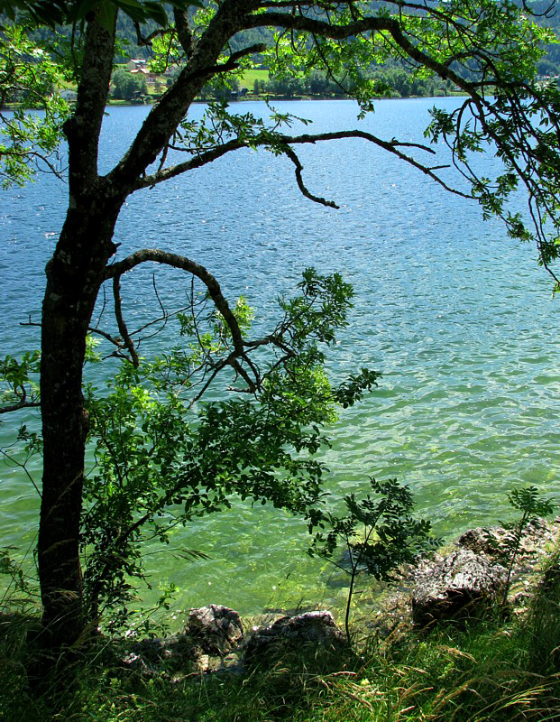 le lac de Joux sous les arbres