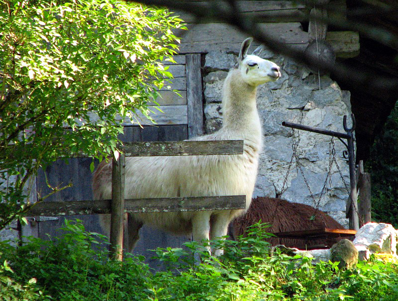 Lama blanc