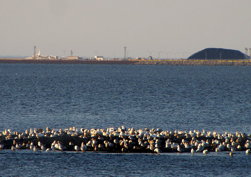 L'ile aux oiseaux