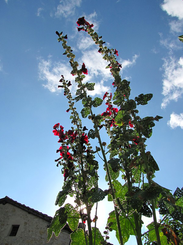 Rose tremires  contrejour