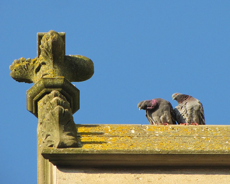 la cour des pigeons