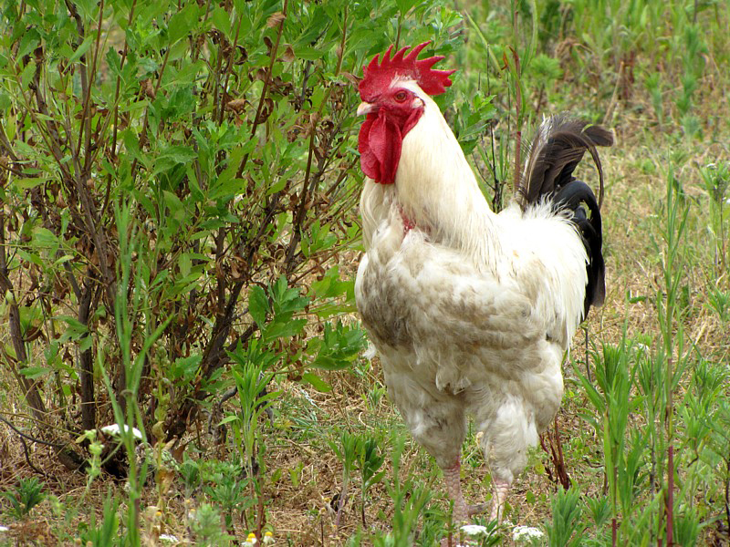 coq blanc