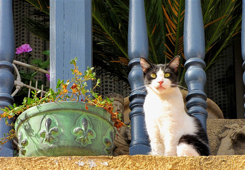 le chat  la fleur de lys