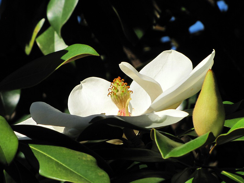 genre de Magnolia