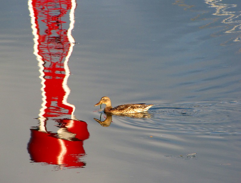 canard  l'arrive