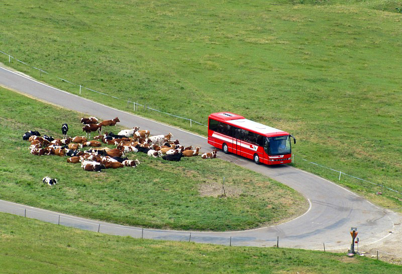 le tournant des vaches