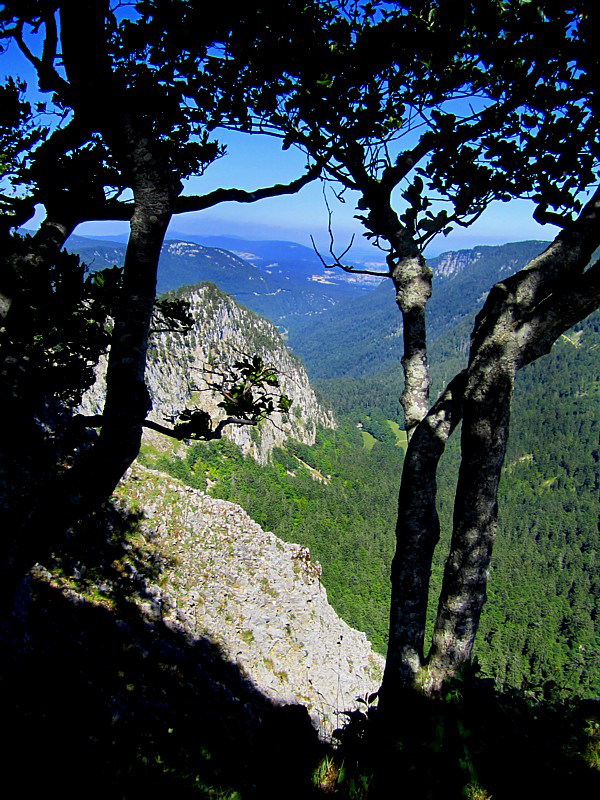 à travers les arbres, Jura