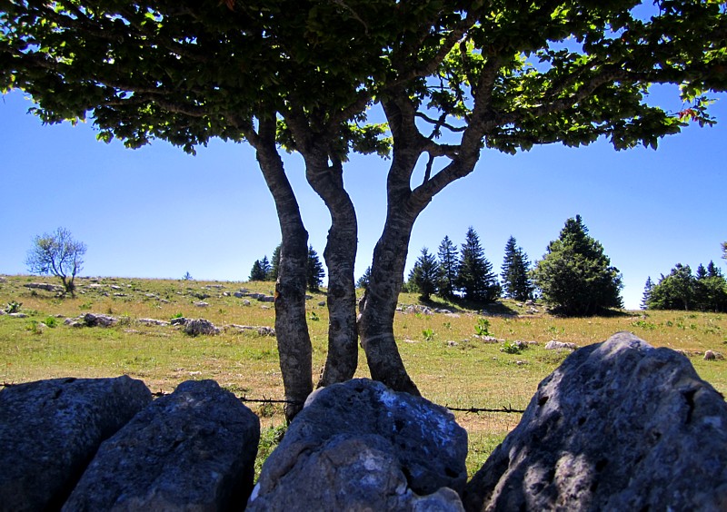 bouquet d'arbres