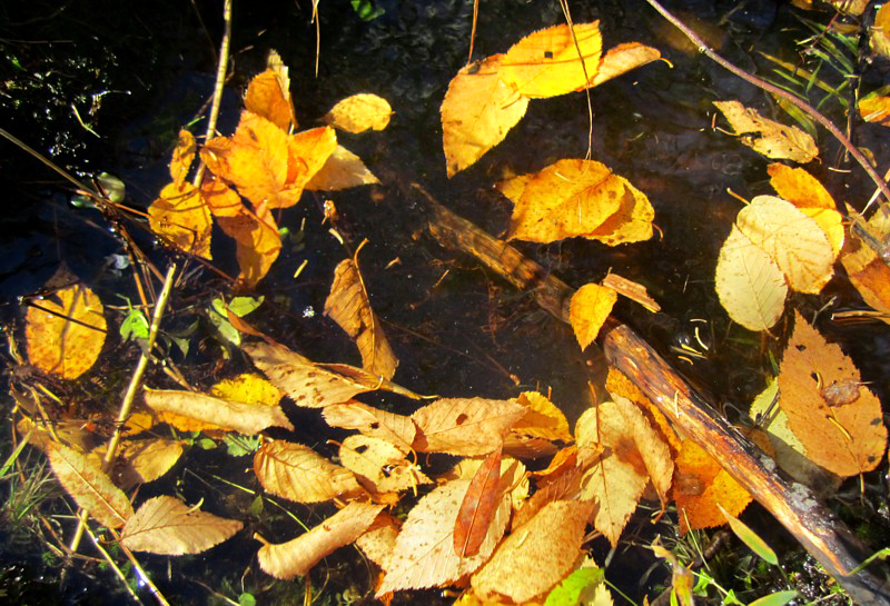 feuilles flottantes