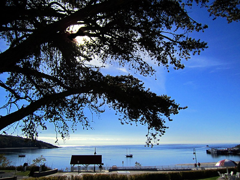 Tadoussac, la baie sous le pin