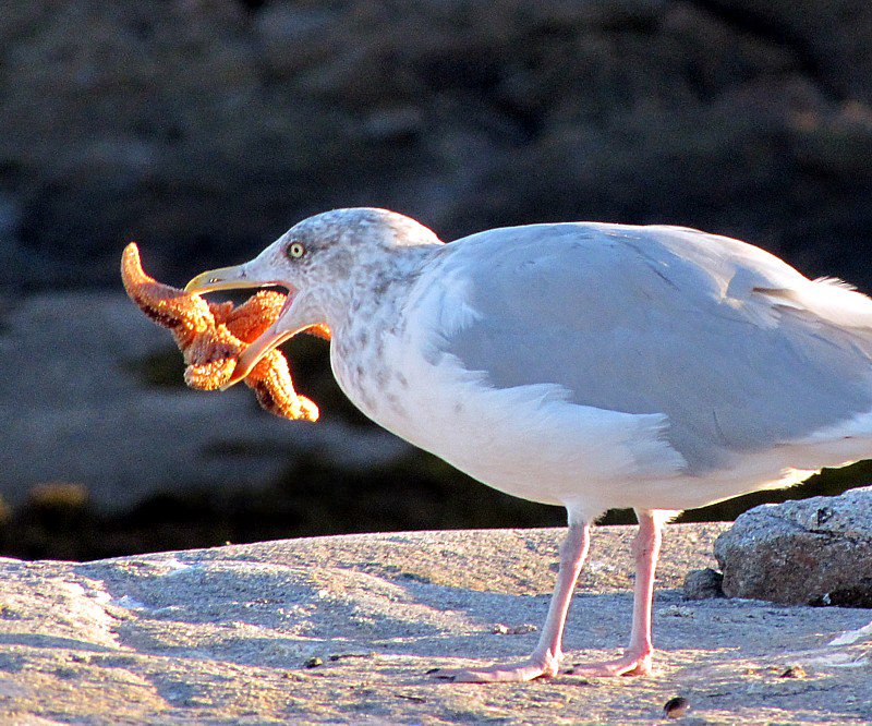 Le mangeur d'toile de mer