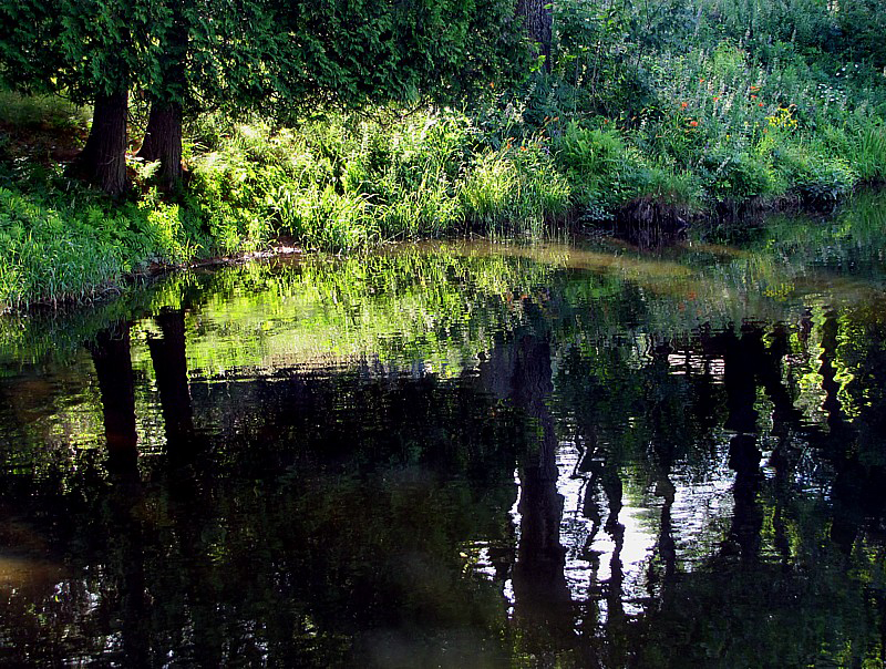 Sous-bois  l'tang