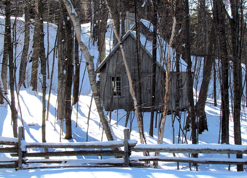 la cabane dans l'érablière