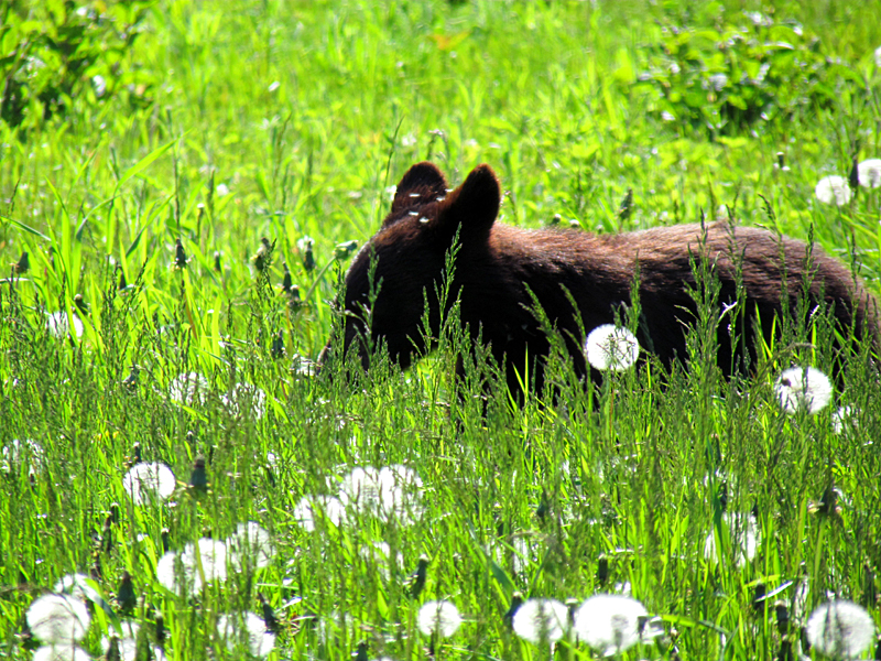 L'ourson du Parc Forillon