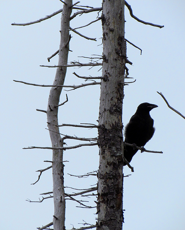 le corbeau  l'affut