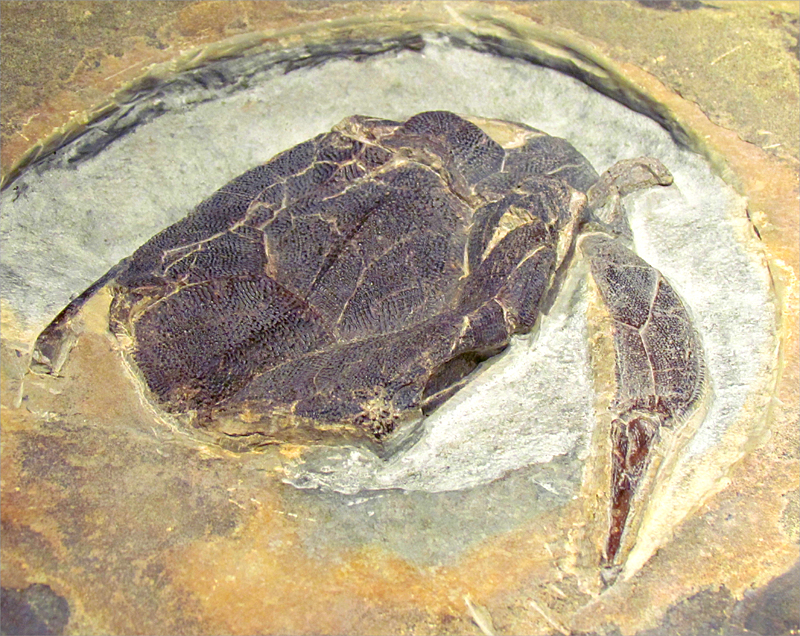 Fossile  Miguasha