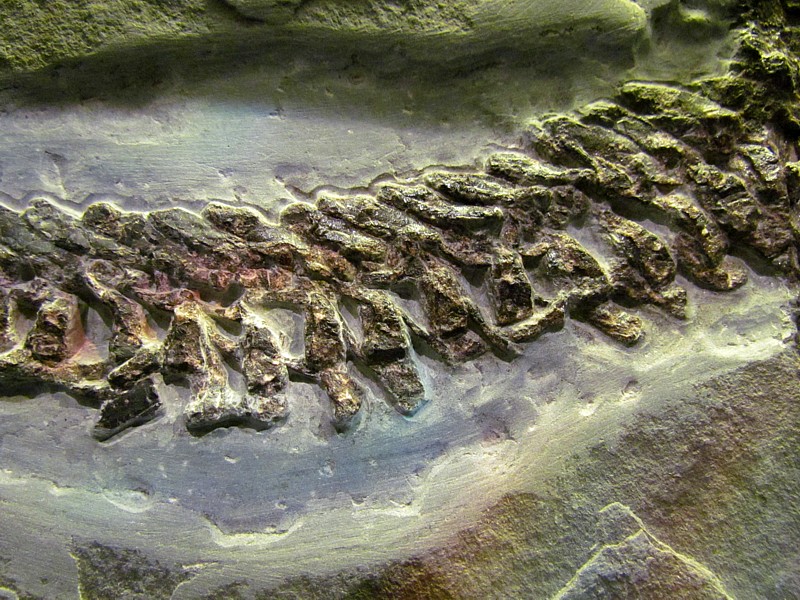 fossile de colonne vertebrale,  Miguasha