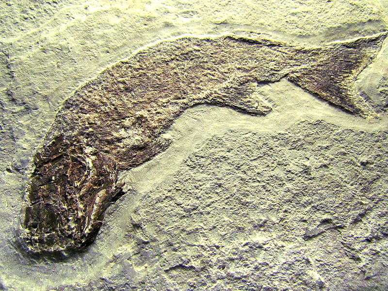 poisson fossile, Miguasha