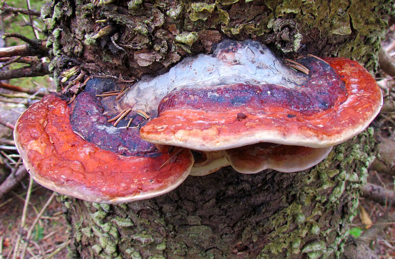 champignon sur arbre