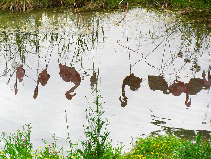 L'ombre des flamands roses