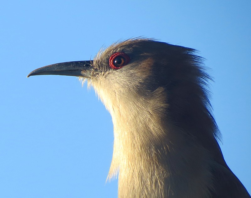 L'oiseau cubain