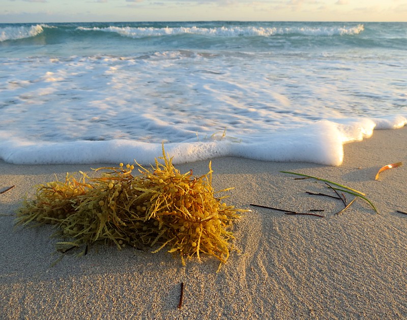 Algues sur plage