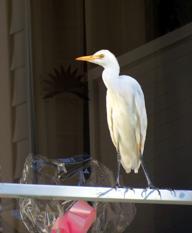 l'aigrette blanche sur un balcon
