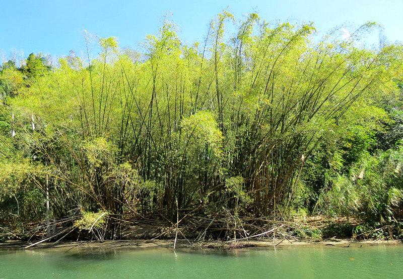 Le coin des bambous