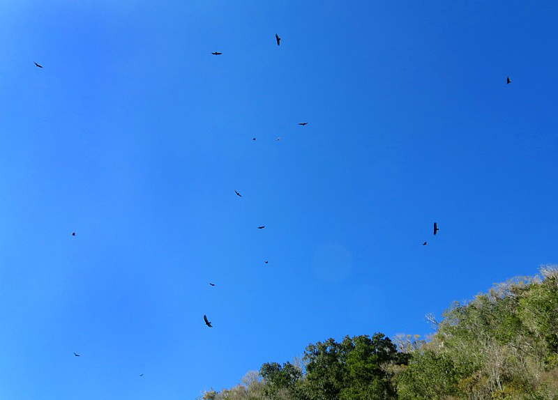 Ciel de vautours
