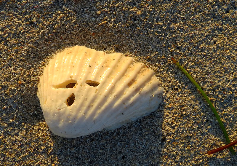 Coquillage masqu