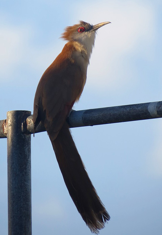 Tacco de Cuba