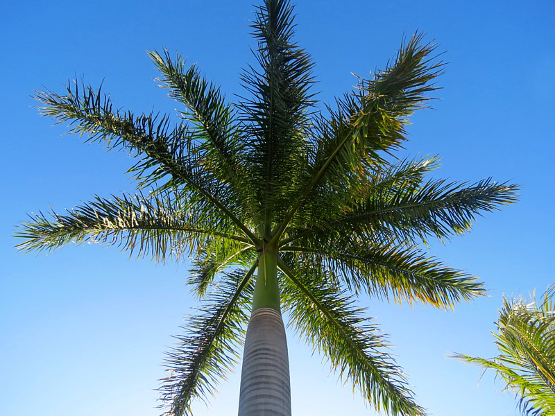 sous le palmier