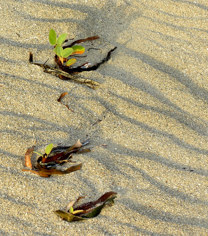 plantes de sable