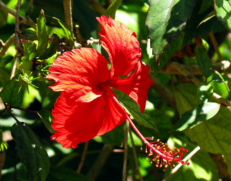 fleur rouge au pystil en trompe
