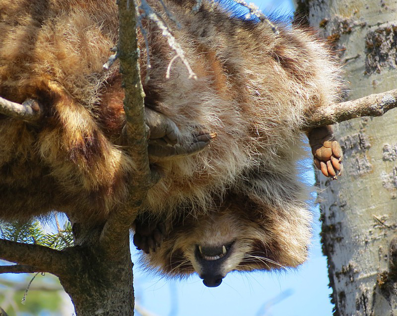 repos du raton