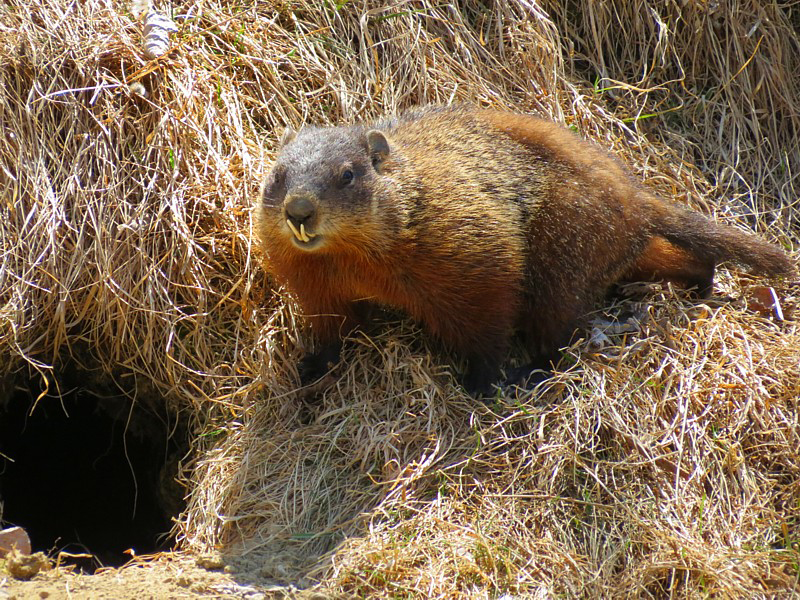 Marmotte prs de son trou