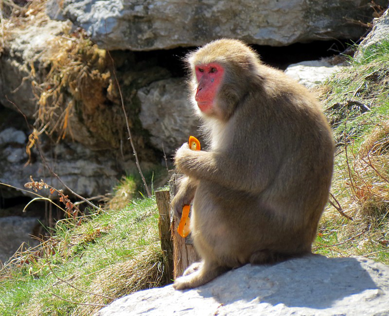 Macaque japonais