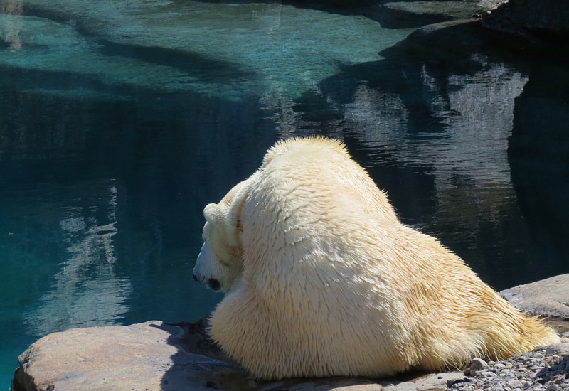 l'ours se mirant dans l'eau