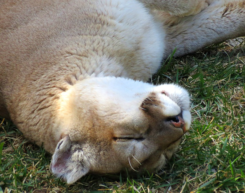 cougar dormant