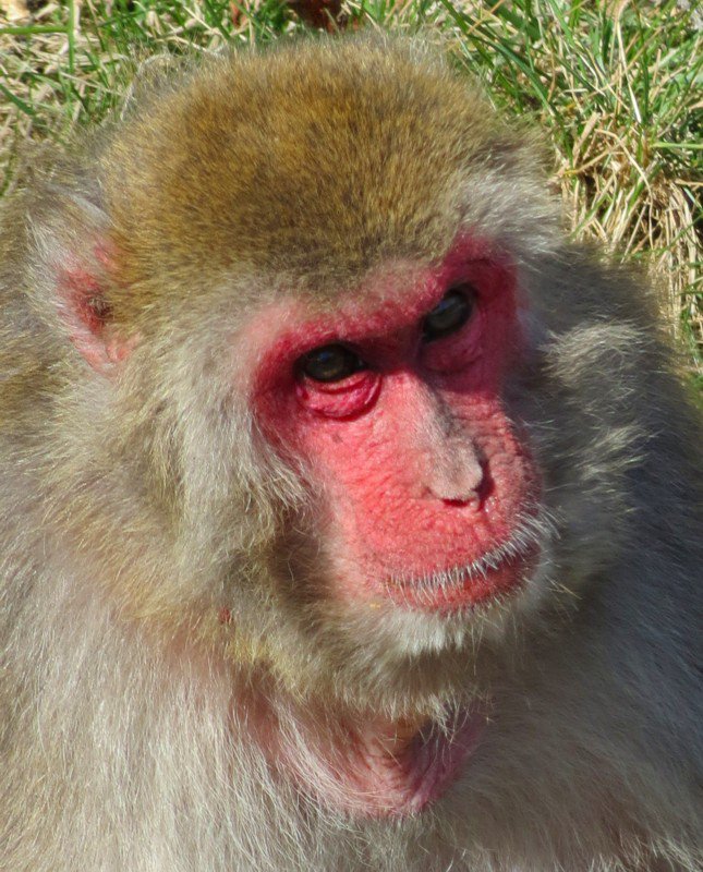 portrait de macaque japonais