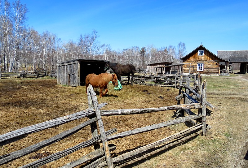 la ferme et les percherons