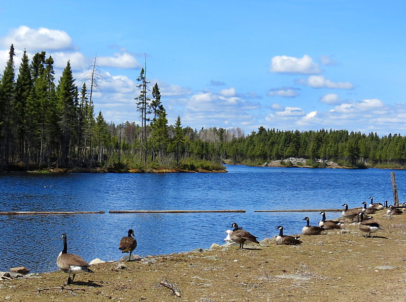 la rive des outardes