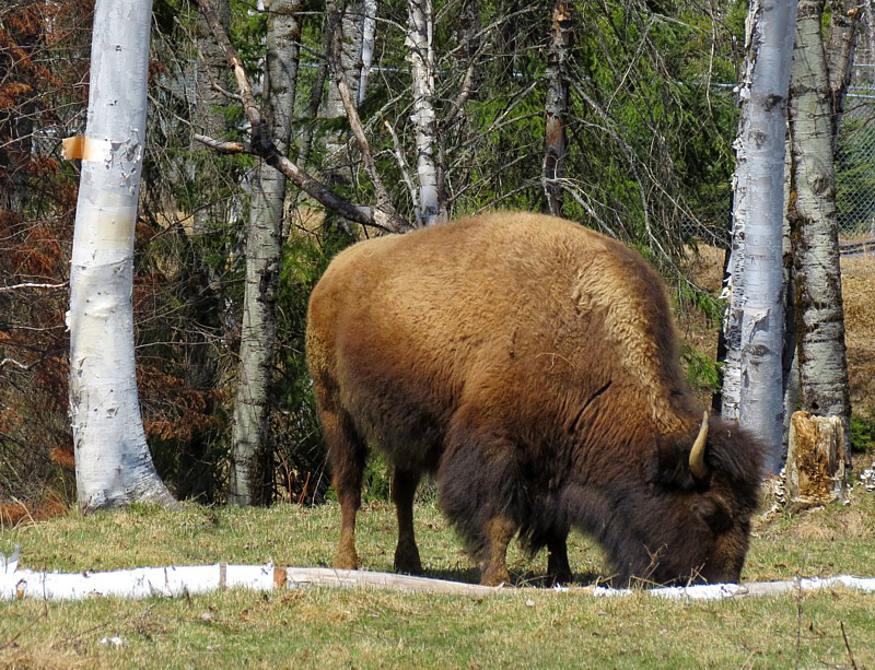 Bison d'amrique