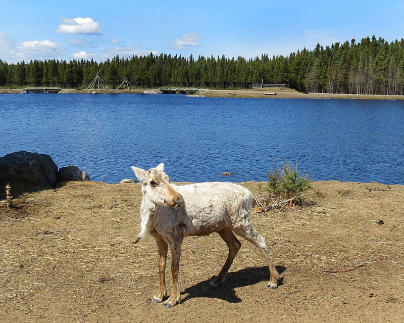 Caribou sur fond de lac