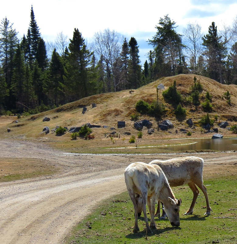 Caribous broutant