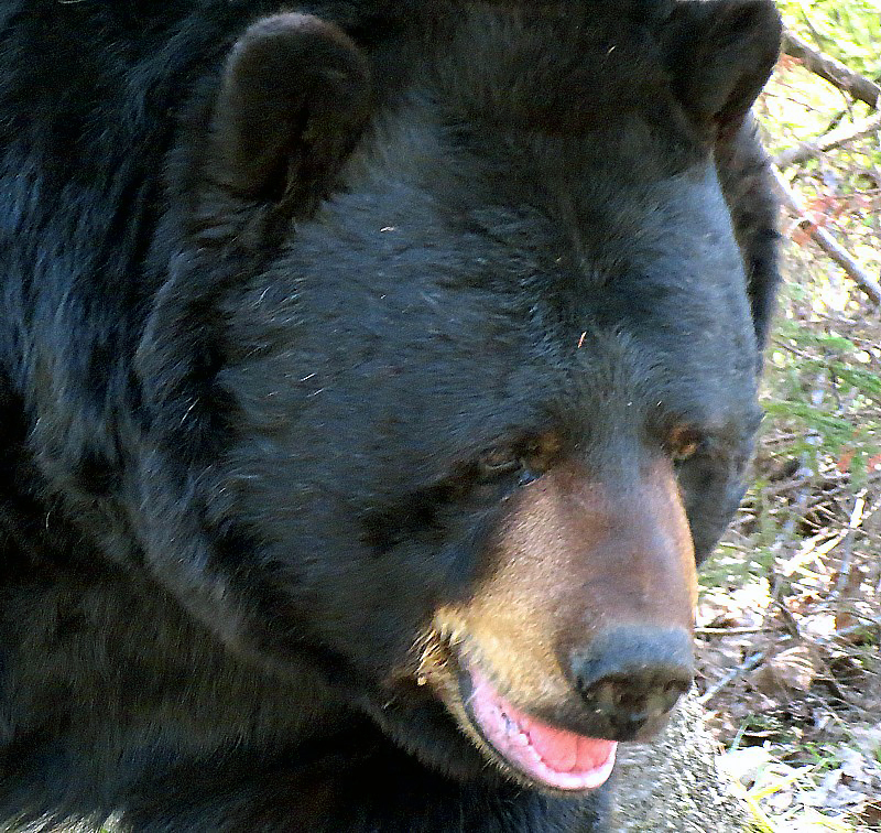Face d'ours