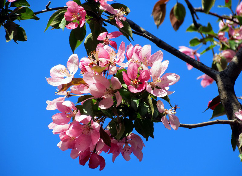 cerisier en fleurs