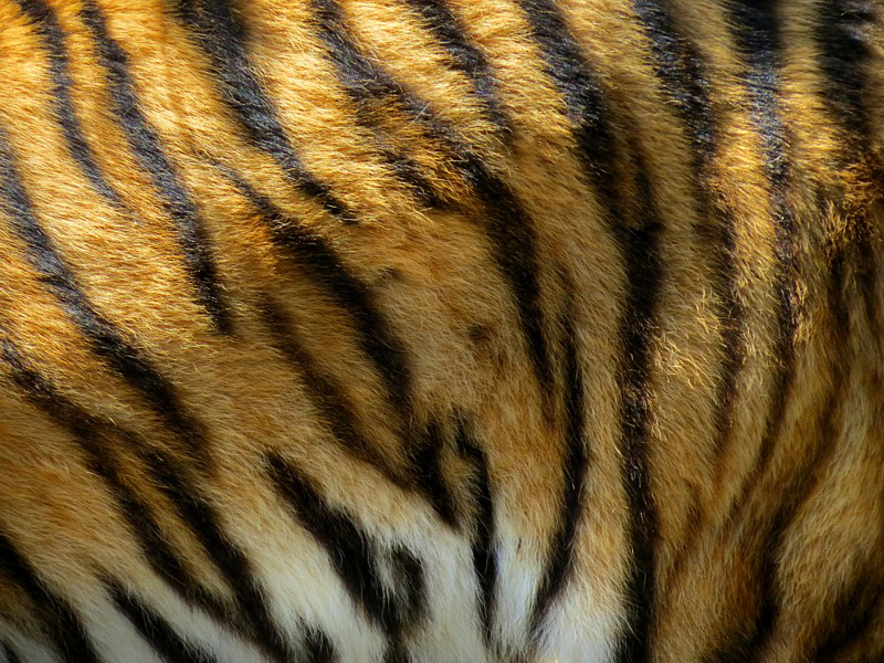 fourrure de tigre